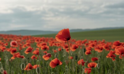Vast field of brilliant red poppies swaying gently under a cloudy sky