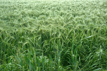 Green Wheat Crop Growing in Fertile Agricultural Field