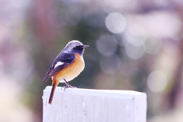 杭に止まるジョウビタキ