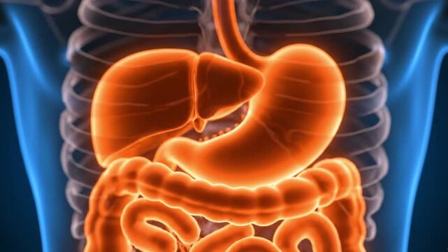 Digestive System Anatomy Liver Stomach Intestines in Medical 3D Render Human Biology Health Visualization for Education