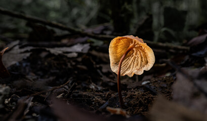 Hongo silvestre creciendo entre hojas secas en el suelo del bosque tropical