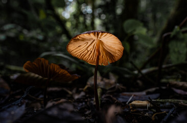 Fototapeta premium Hongo iluminado por la luz natural en el bosque húmedo tropical