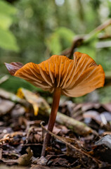 Hongo silvestre anaranjado creciendo entre hojas en el suelo del bosque tropical
