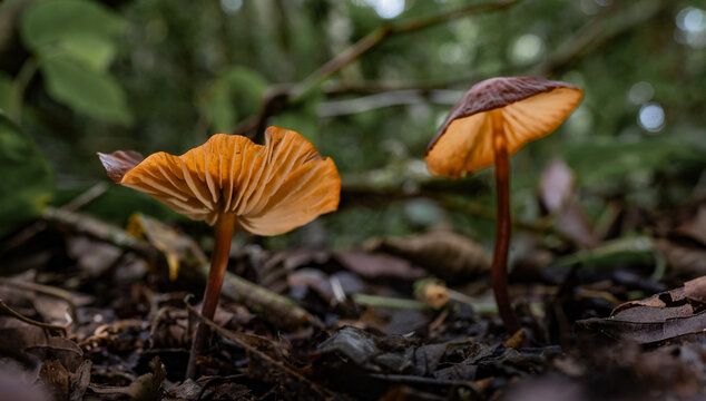 Pareja de hongos silvestres creciendo entre hojas secas en el bosque tropical