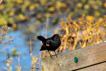 Feathered moments at Burnaby Lake Park,. Burnaby, BC, Canada