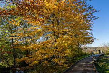Feathered moments at Burnaby Lake Park,. Burnaby, BC, Canada