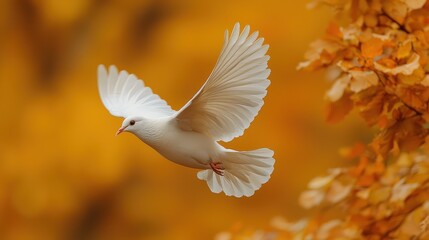 Fototapeta premium A white dove in mid-flight against a backdrop of vibrant orange fall foliage
