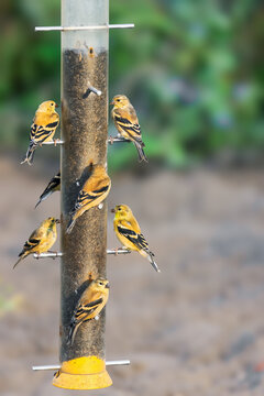 Many Gold Finche birds feeding on the single tall bird feeder.
