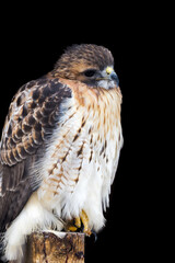 Portrait of the Red shouldered hawk on a wooden post against black background.