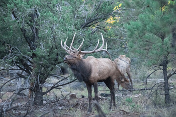 animal, wildlife, mammal, nature, wild, grass, forest, brown, green, trees, animals, outdoors, woods, cow, female, elk, adult, wilderness, trees, pine, 