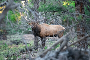 animal, wildlife, mammal, nature, wild, grass, forest, brown, green, trees, animals, outdoors, woods, cow, female, elk, adult, wilderness, trees, pine, 