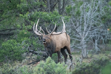 animal, wildlife, mammal, nature, wild, grass, forest, brown, green, trees, animals, outdoors, woods, cow, female, elk, adult, wilderness, trees, pine, 