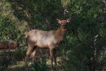 two adult elk cows in timber forest