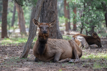 two adult elk cows in timber forest