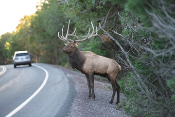 Large Bull Elk in North Arizona National Park