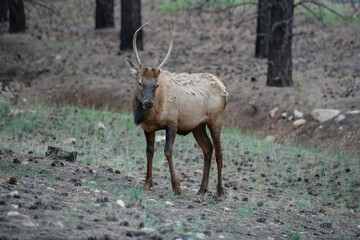 young male bull Spike in timber area of northern Arizona 