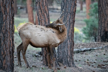 young male bull Spike in timber area of northern Arizona 