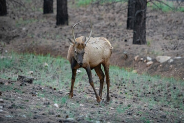 young male bull Spike in timber area of northern Arizona 