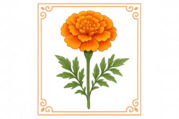 Orange marigold flower illustration with ornate decorative frame, botanical garden blooming plant graphic