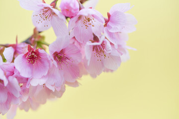 Fototapeta premium 満開の桜の花 黄色っぽい背景