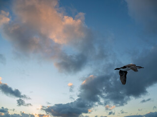 Aloft Pied Cormorant Late Afternoon