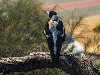 Magpie Surveils His Ample Territory