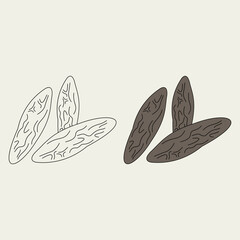 tonka beans. spice. aromatic. perfume ingredient. perfume note. agriculture. herbal. vector illustration