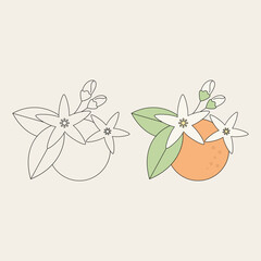 orange blossom. food and drink. aromatic. perfume ingredients. perfume aroma. agriculture. herbal. vector illustration