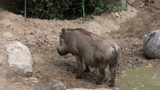 Warthog standing and looking at person with camera 4k