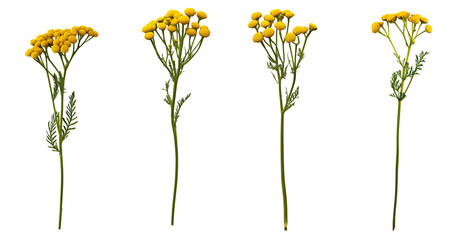 isolated tansy flowers on white background