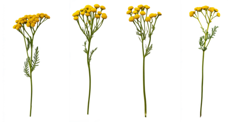 isolated tansy flowers on white background