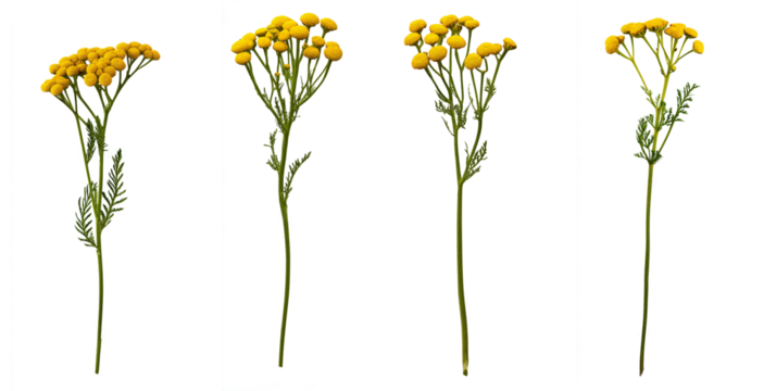 isolated tansy flowers on white background