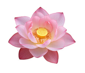 pink lotus flower isolated on white background.