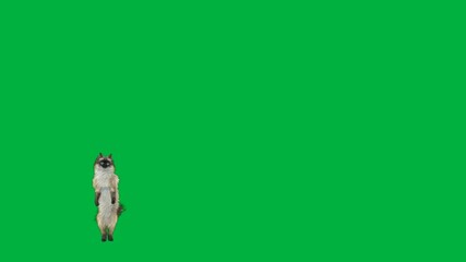 A bird is standing on green screen and dog flying through the air in front of with white rabbit purple ball cat an image it kite picture animated chromakey background layers elements