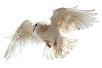A white dove with its wings spread wide, gracefully soaring against an isolated on transparent background, embodying freedom and peace in its elegant flight