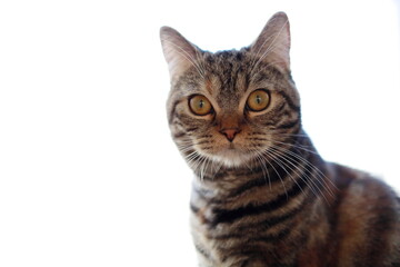 A British Shorthair cat looking straight at the camera