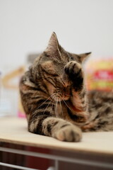A British Shorthair cat relaxing and grooming itself