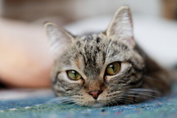 A British Shorthair cat staring intently in close-up