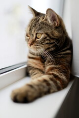 A British Shorthair cat gazing out the window