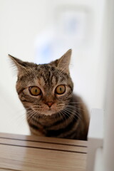 British Shorthair with a surprised expression