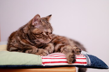 A Cat Lost in Thought