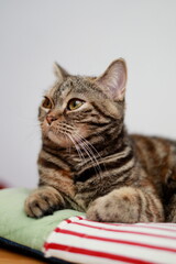A relaxed British Shorthair cat