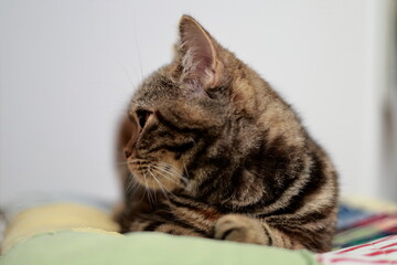 Profile of a British Shorthair