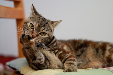 A British Shorthair cat grooming itself