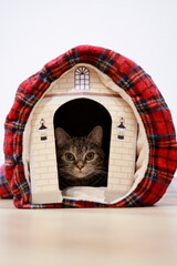 A British cat relaxing inside a cat house