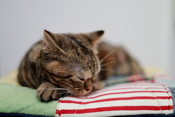 A sleepy British cat