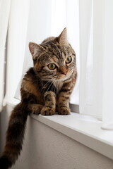 British cat sitting cutely by the window