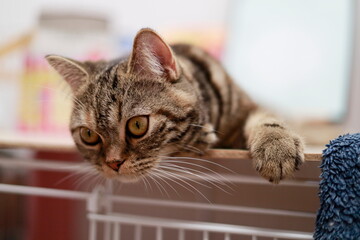 A cat watching its prey