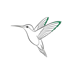 Vector art of a delicate line drawing of a hummingbird in flight, its wings spread, with subtle green accents on the wingtips, isolated on a clean, capturing the ephemeral beauty of this tiny creature