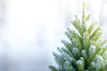 Obraz premium A close-up view of a snow-covered evergreen tree, highlighting the beauty of winter and nature's resilience in chilly conditions.